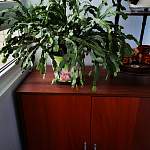 Тумба для обуви КМ-1 BMS - Фото от клиента